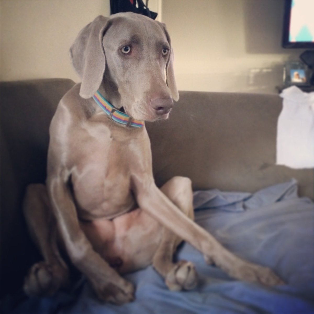 Merlot the Weimaraner