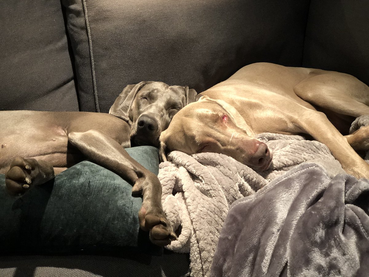 Merlot the Weimaraner