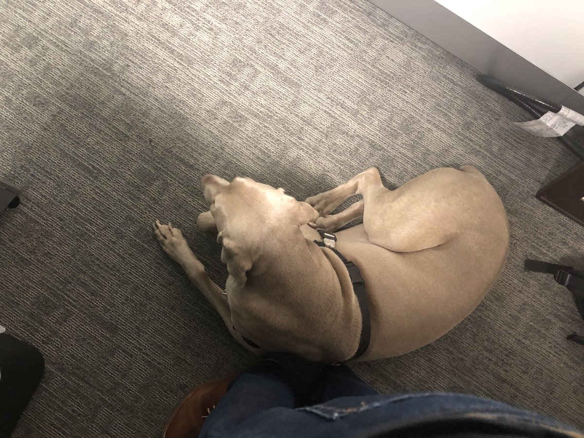 Merlot the Weimaraner