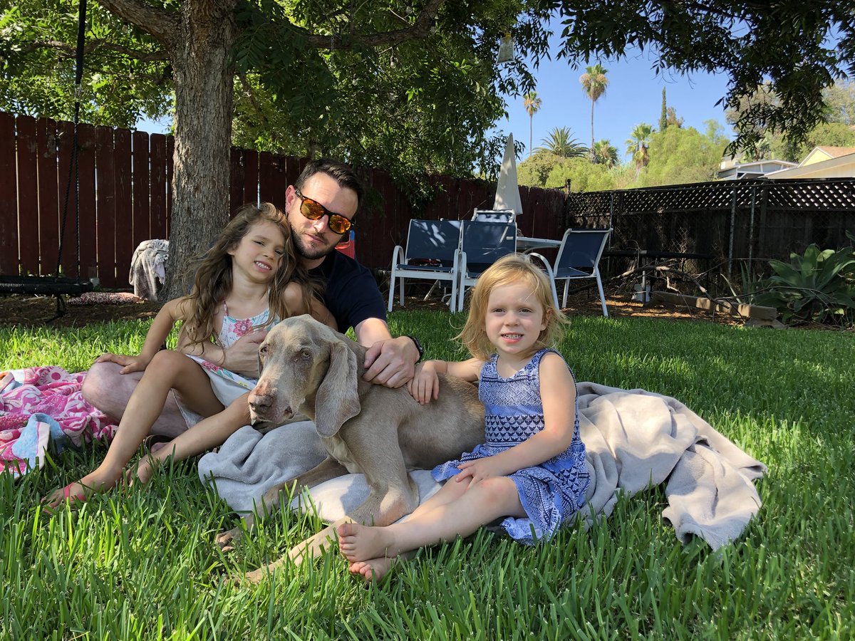 Merlot the Weimaraner