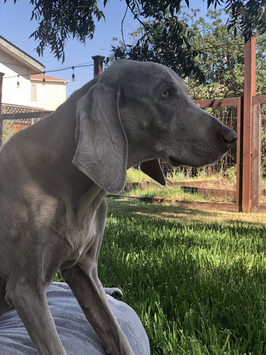 Merlot the Weimaraner