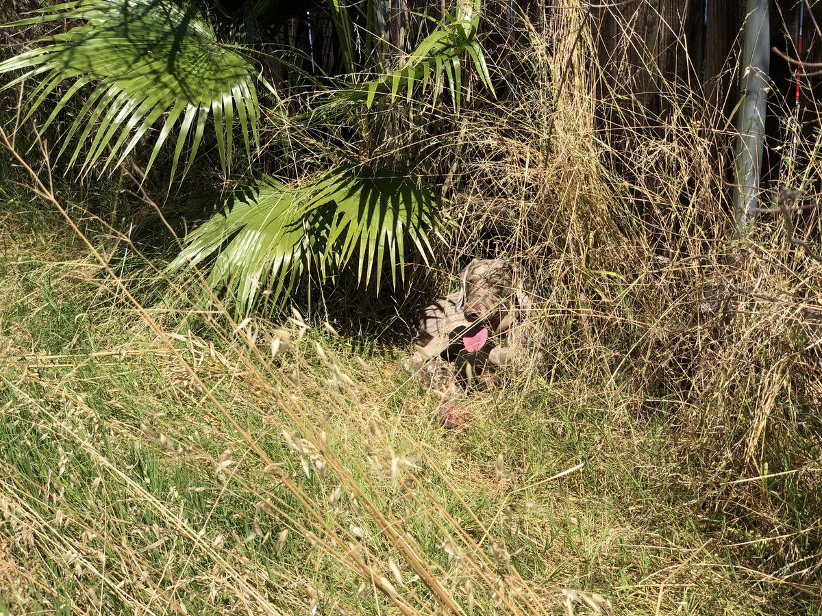 Merlot the Weimaraner