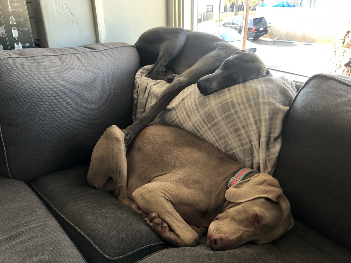 Merlot the Weimaraner