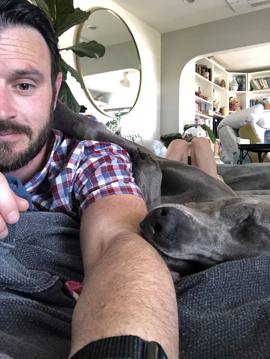 Merlot the Weimaraner