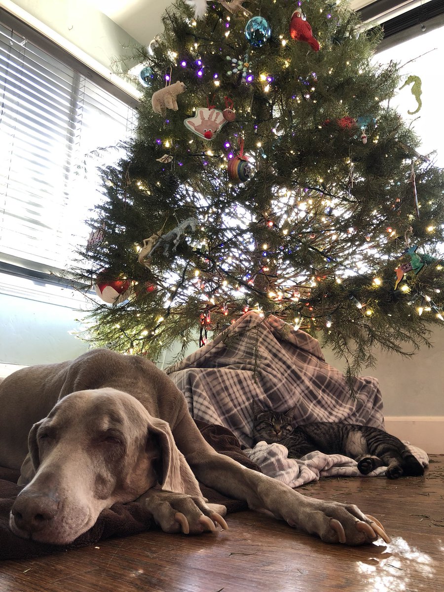 Merlot the Weimaraner