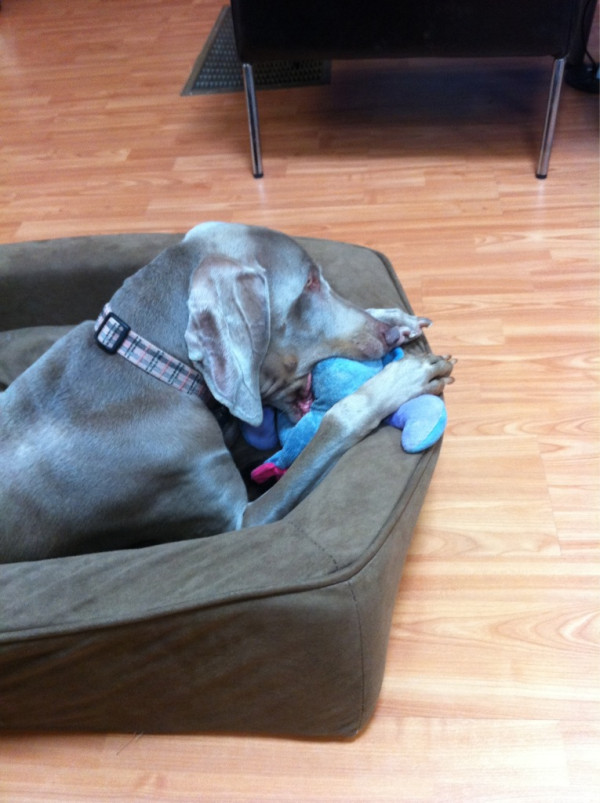 Merlot the Weimaraner