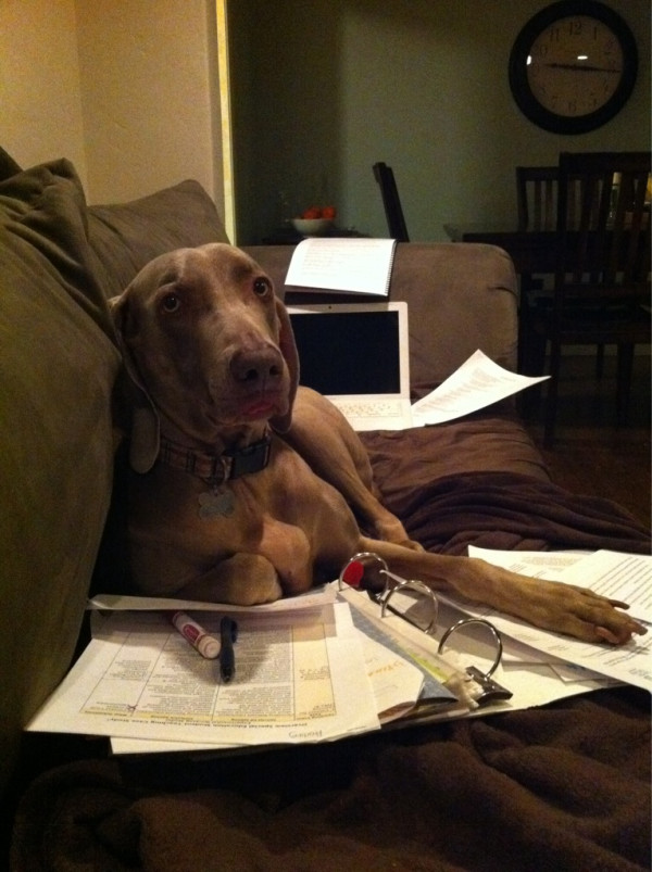 Merlot the Weimaraner