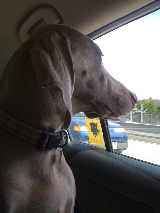 Merlot the Weimaraner