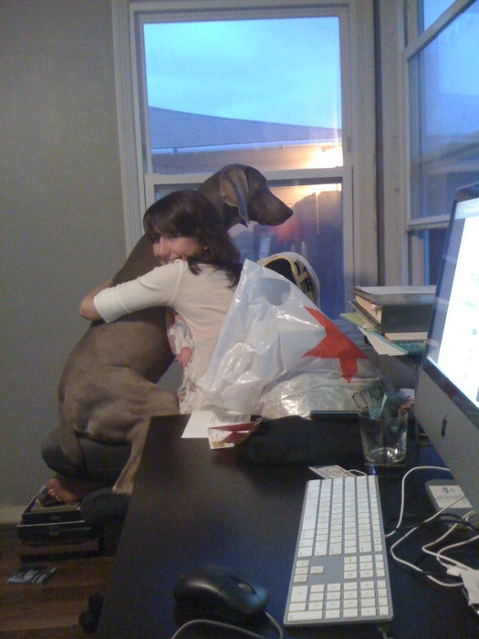 Merlot the Weimaraner