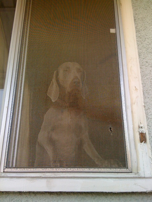 Merlot the Weimaraner