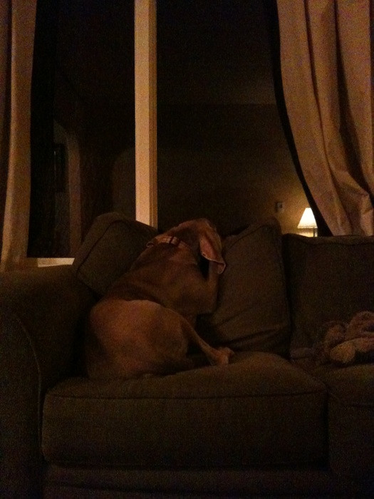 Merlot the Weimaraner