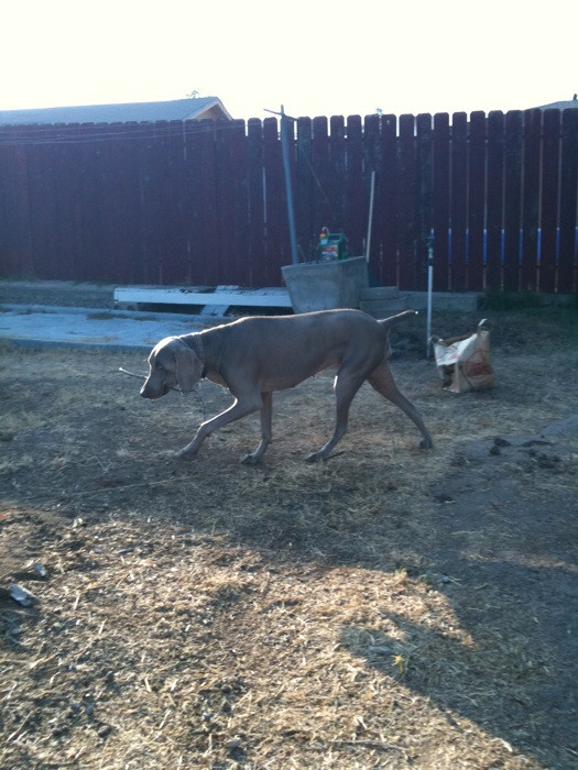 Merlot the Weimaraner
