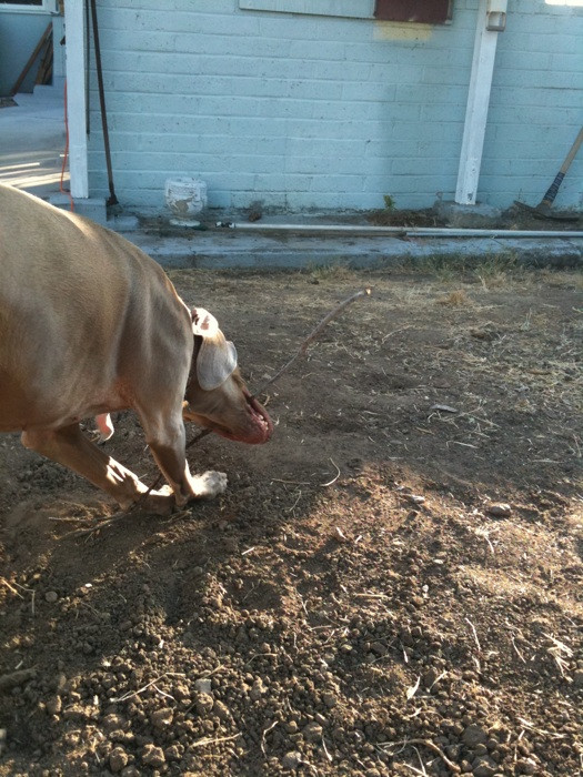 Merlot the Weimaraner