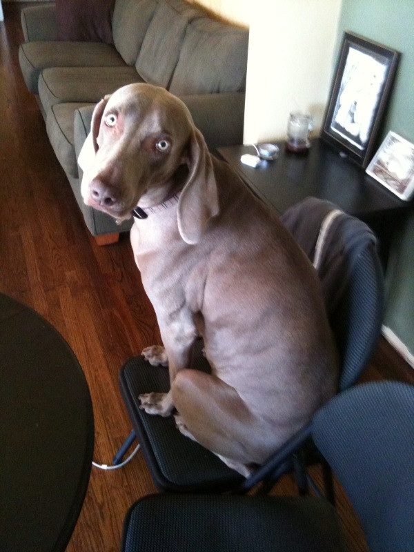 Merlot the Weimaraner