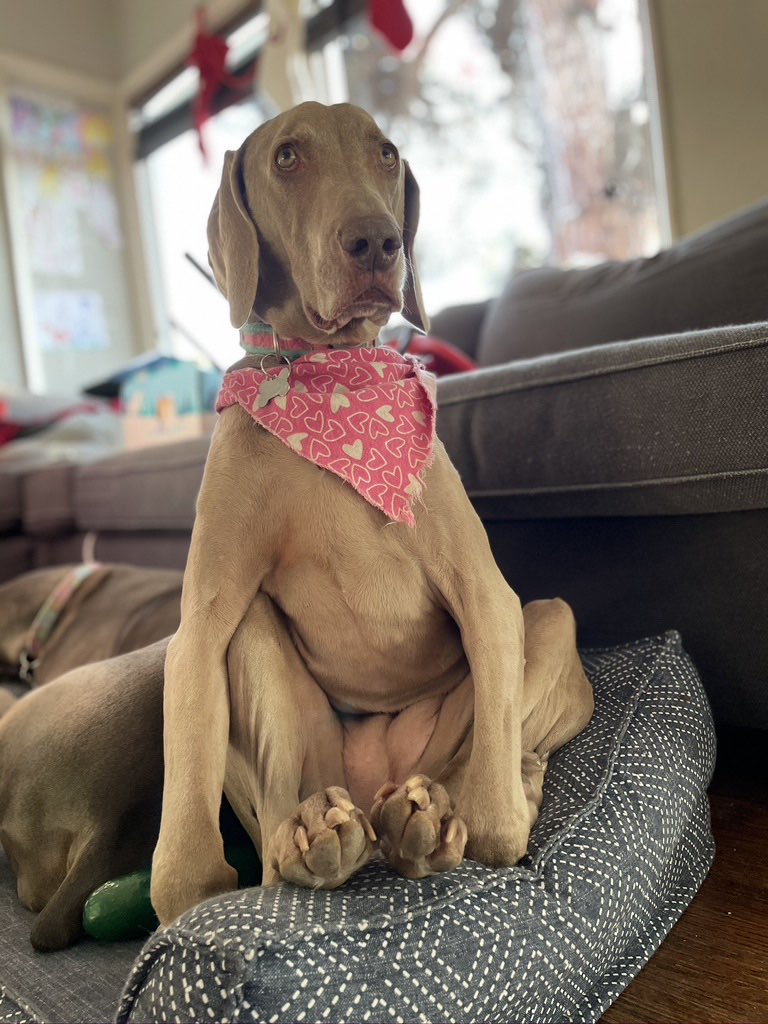 Merlot the Weimaraner