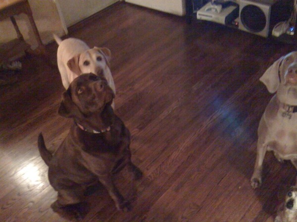 Four dogs sitting
