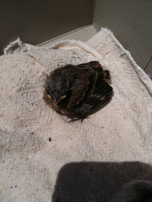 Baby bird rescue