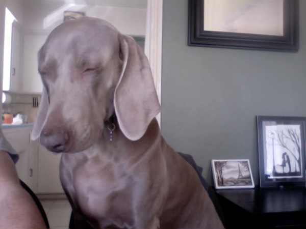 Sleepy in the chair